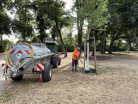 Ein Mitarbeiter des Gartenamtes bewääsert mit Hilfe eines Tankwagens einen noch jungen Baum im Stadtpark. Er ist von hohen schattenspendenden Bäumen umgeben.