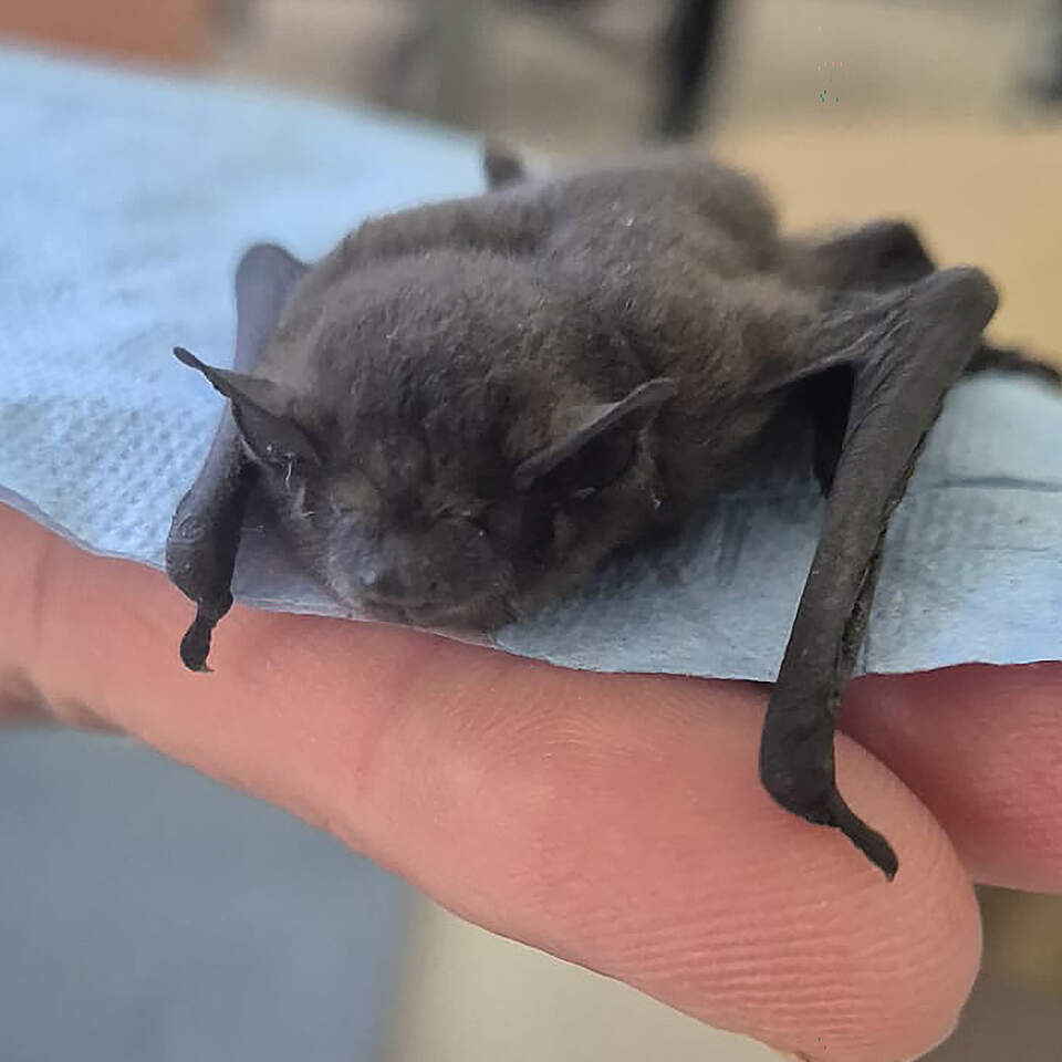 Bild einer Fledermaus auf einer Hand eines Mitarbeiters