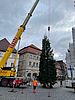 Ein großer Nadelbaum wird als Weihnachtsbaum mit einem Kran an einem großen Stadtplatz aufgestellt.
