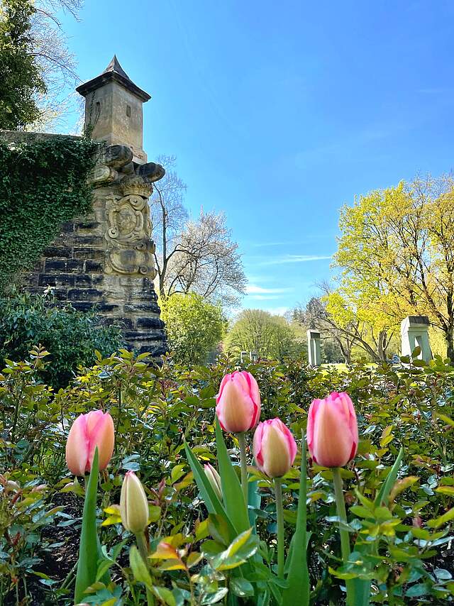 Ausschnitt der Stadtmauer mit Wachturm. Im Vordergrund, Beet mit Tulpen und Rosen.