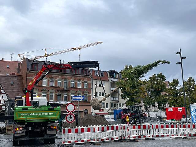 Ein Baum wird von einem LKW mit Kran an einem Stadtplatz abgeladen.