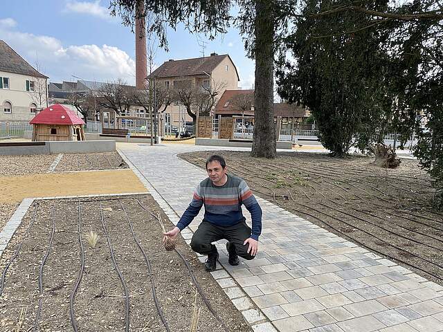 Andreas Geck (Leiter des Amts für öffentliches Grün und Biodiversität) zeigt an einem frisch angelegten Beet die Verwüstungen an jungen Pflanzen und Gräsern.