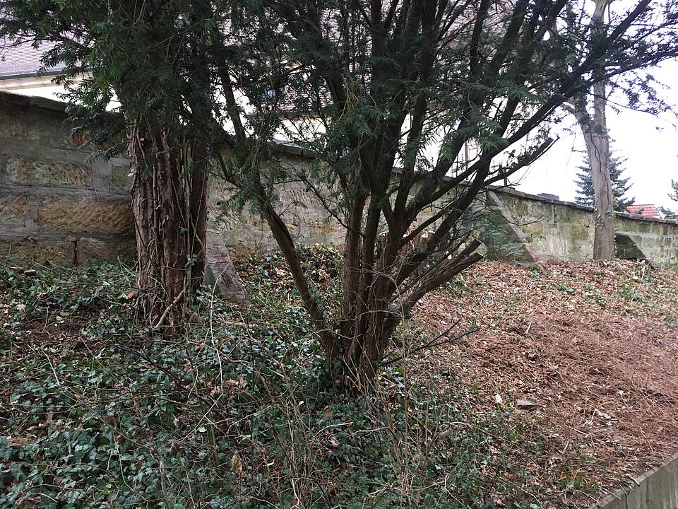 Ein Teil der Burker Friedhofsmauer, umgeben von Bäumen.