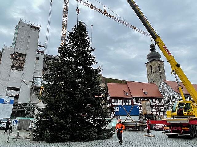 Eine 12 Meter hoch Tanne wird von einem Kran auf dem Forchheimer Rathausplatz aufgestellt. Im Hintergund das eingerüstete historische Rathaus und der Kirchturm der Kirche St. Martin.