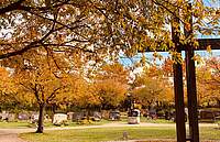 Herbstliche Bäume auf dem neuen Forchheimer Friedhof