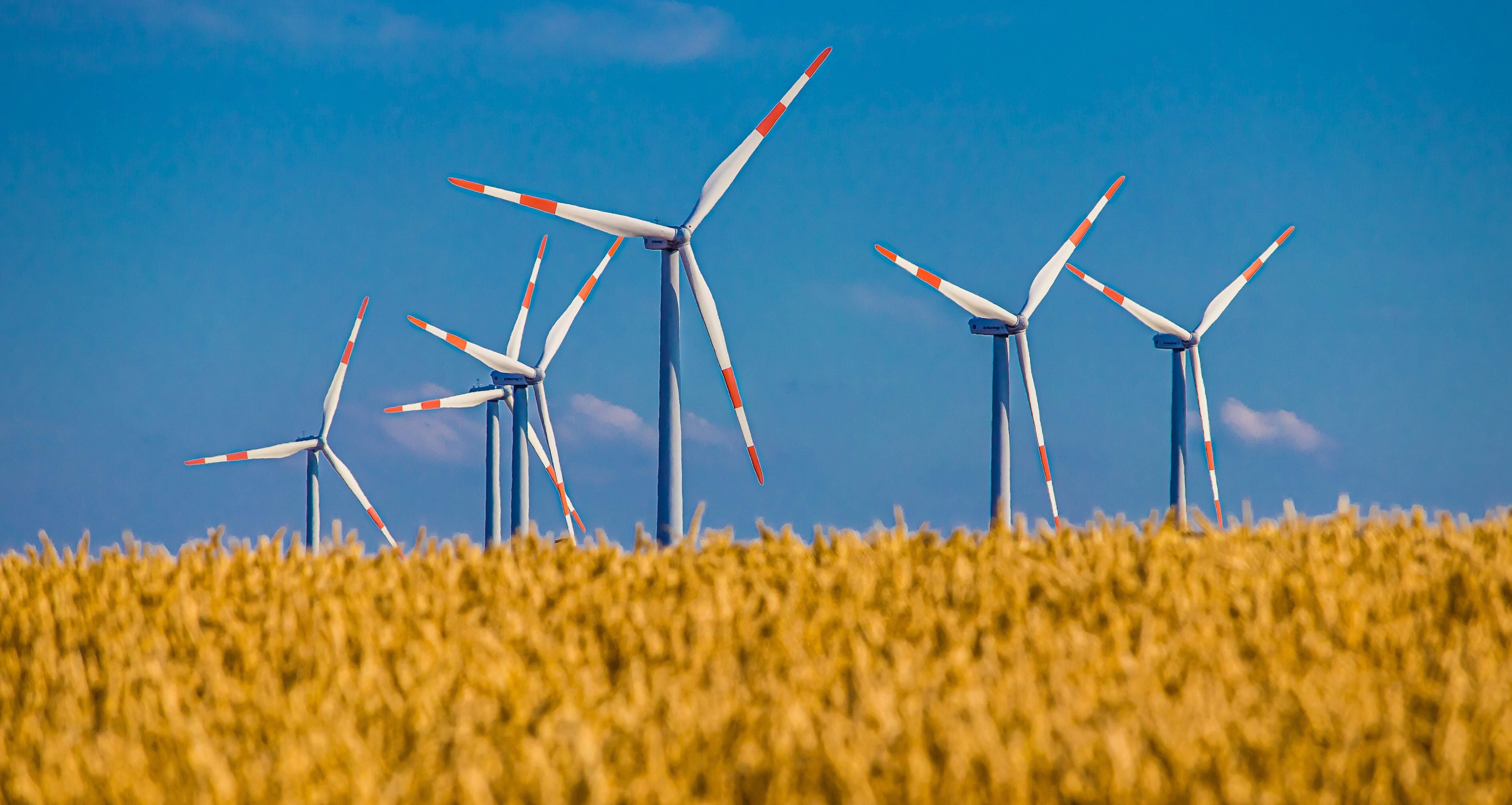Sechs Windkrafträder an einem sonnigen Tag. Im Vordergrund erkennt man unscharf ein Weizenfeld.