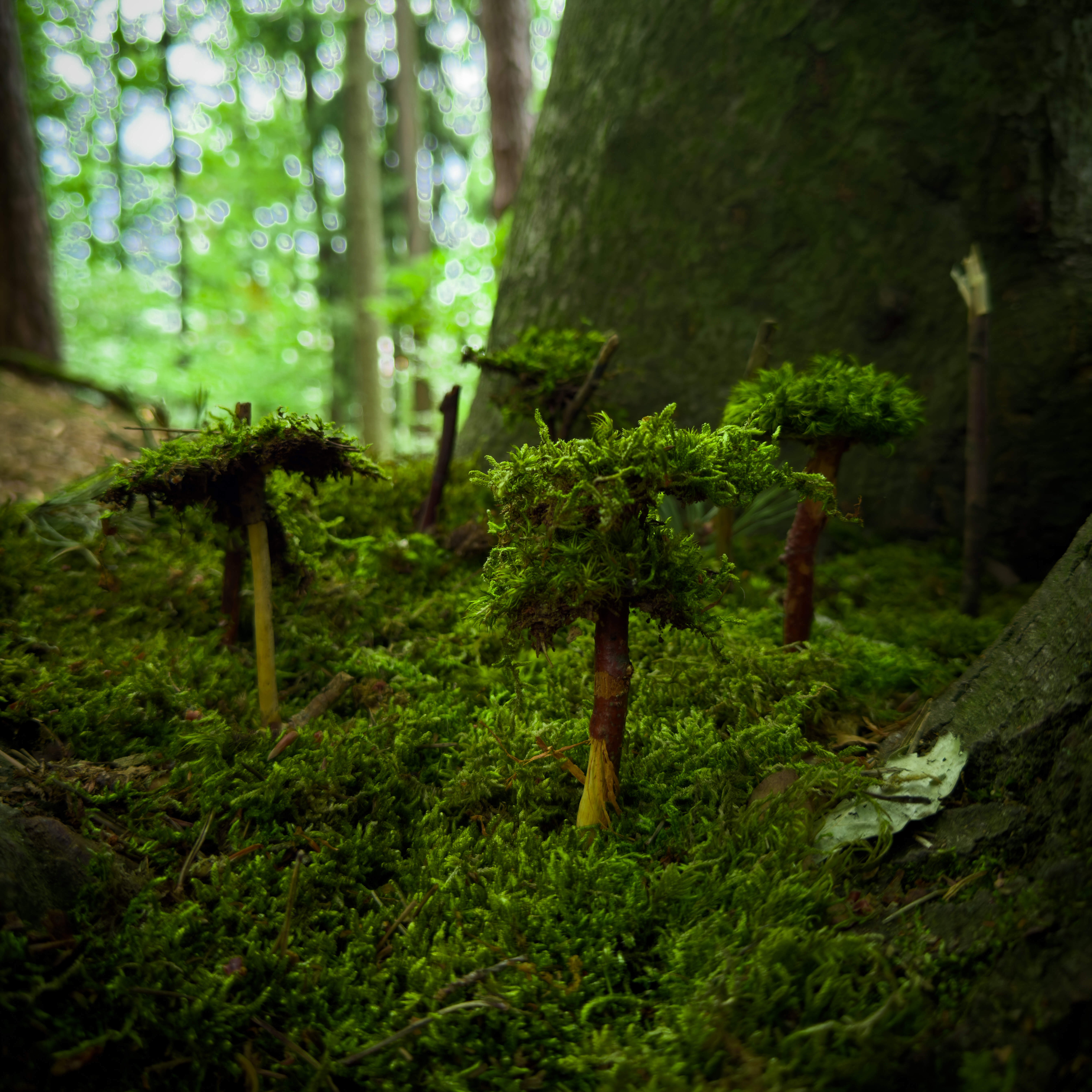 Detailaufnahme Waldboden im Kellerwald