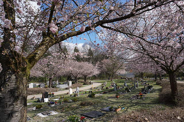 Kirschblüte am neuen Friedhof in Forchheim