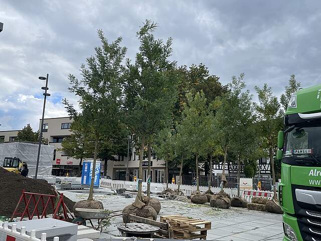 Große Bäume mit noch eingebundenen Wurzelballen warten auf ihren endgültigen Standort an einem Stadtplatz.