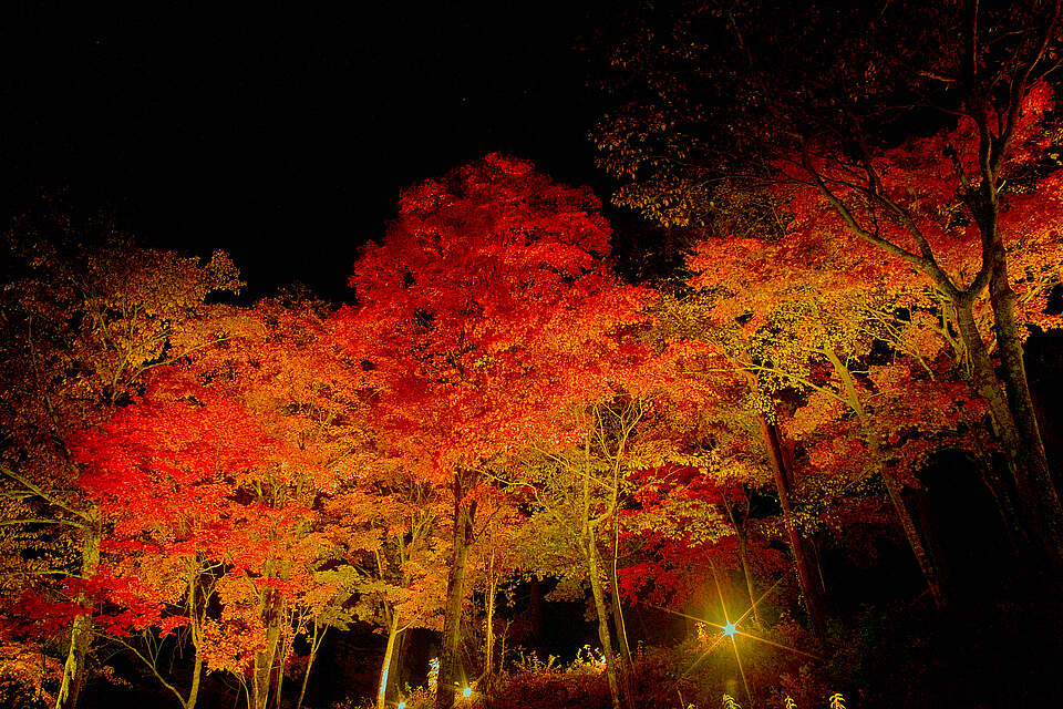 Illumination von Bäumen in der Nacht - Lichtevent Von unten beleuchtete Ahornbäume in der Nacht.