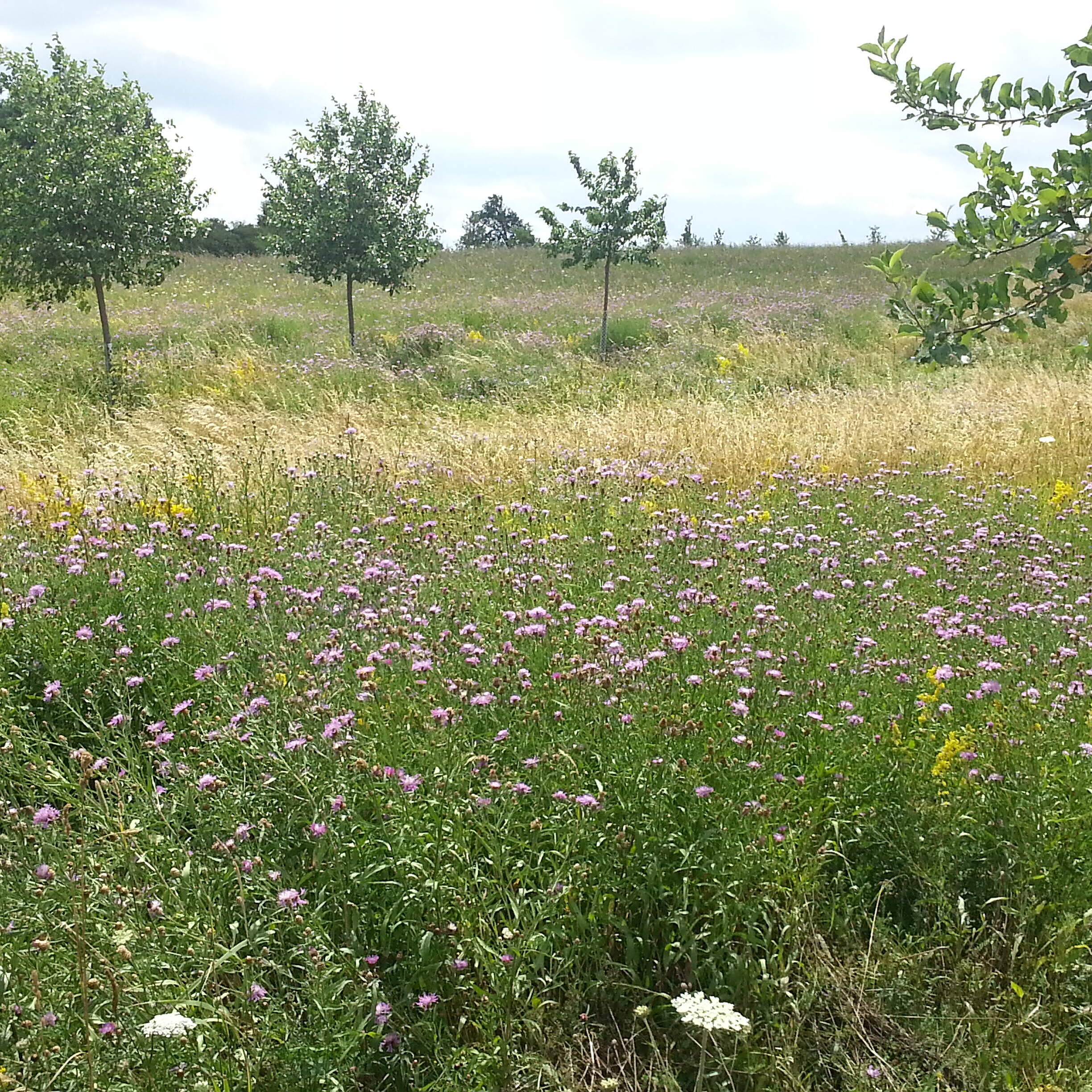 Eine blütenreiche Blumenwiese mit vereinzelten Bäumen.