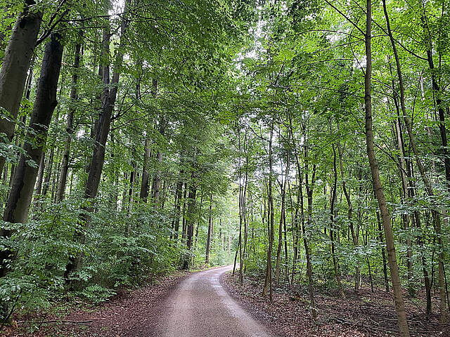 Ein Waldweg im Sommer.