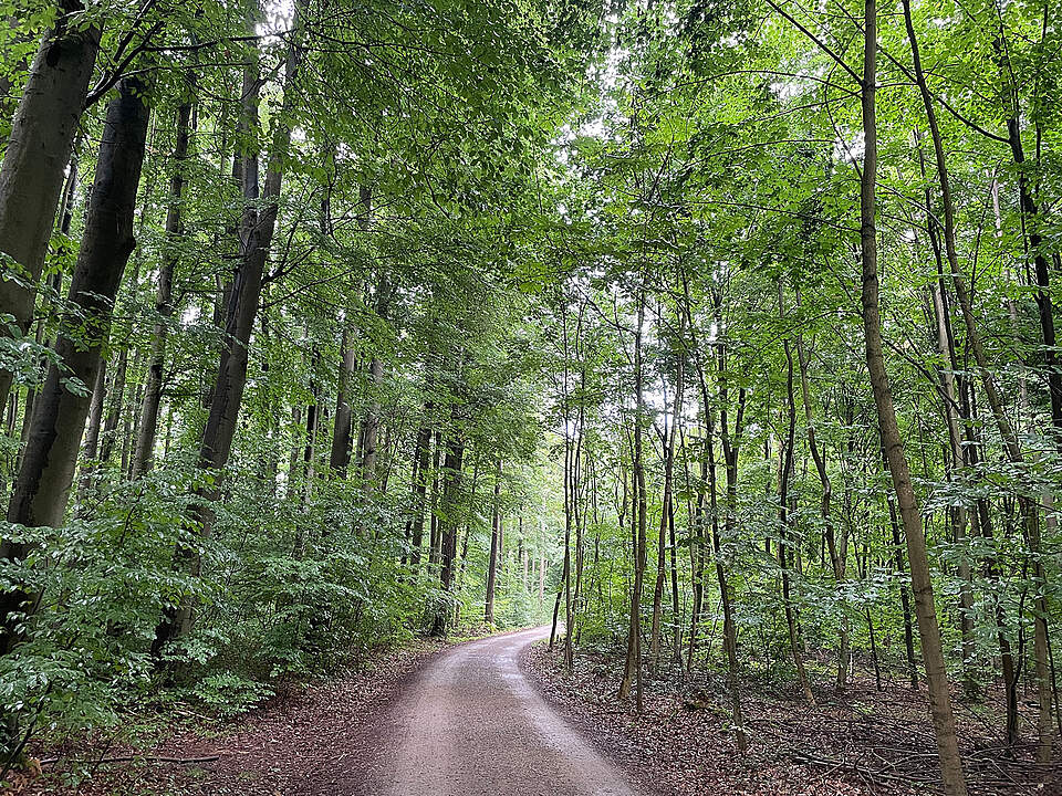 Kellerwald Forchheim Ein Waldweg im Sommer.