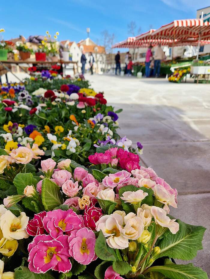 Marktstand mit Blumen auf dem Wochenmarkt