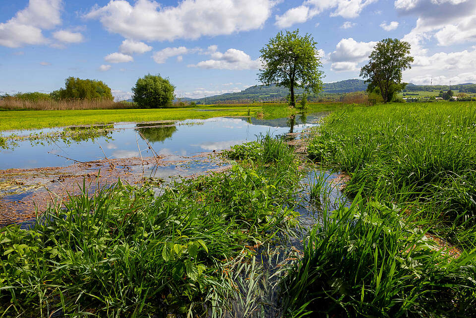 Wässerwiese bei Forchheim mit schöner Landschaft
