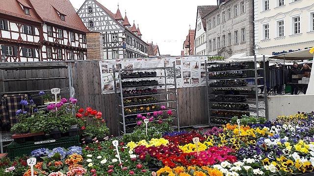 Ein Verkaufsstand mit bunten Frühlingsblühern am Rathausplatz. Dahinter befindet sich ein Holzbauzaun der Rathausbaustelle.