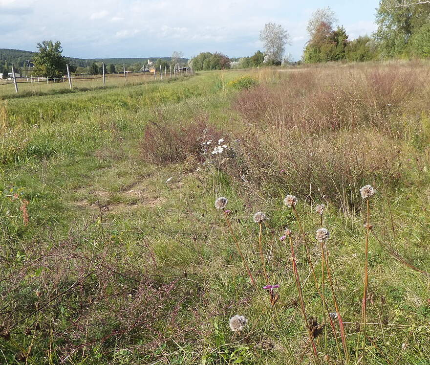 Eine naturbelassenen Wiese mit Blumen. Ein Drahtzaun trennt die Nachbarfläche. 