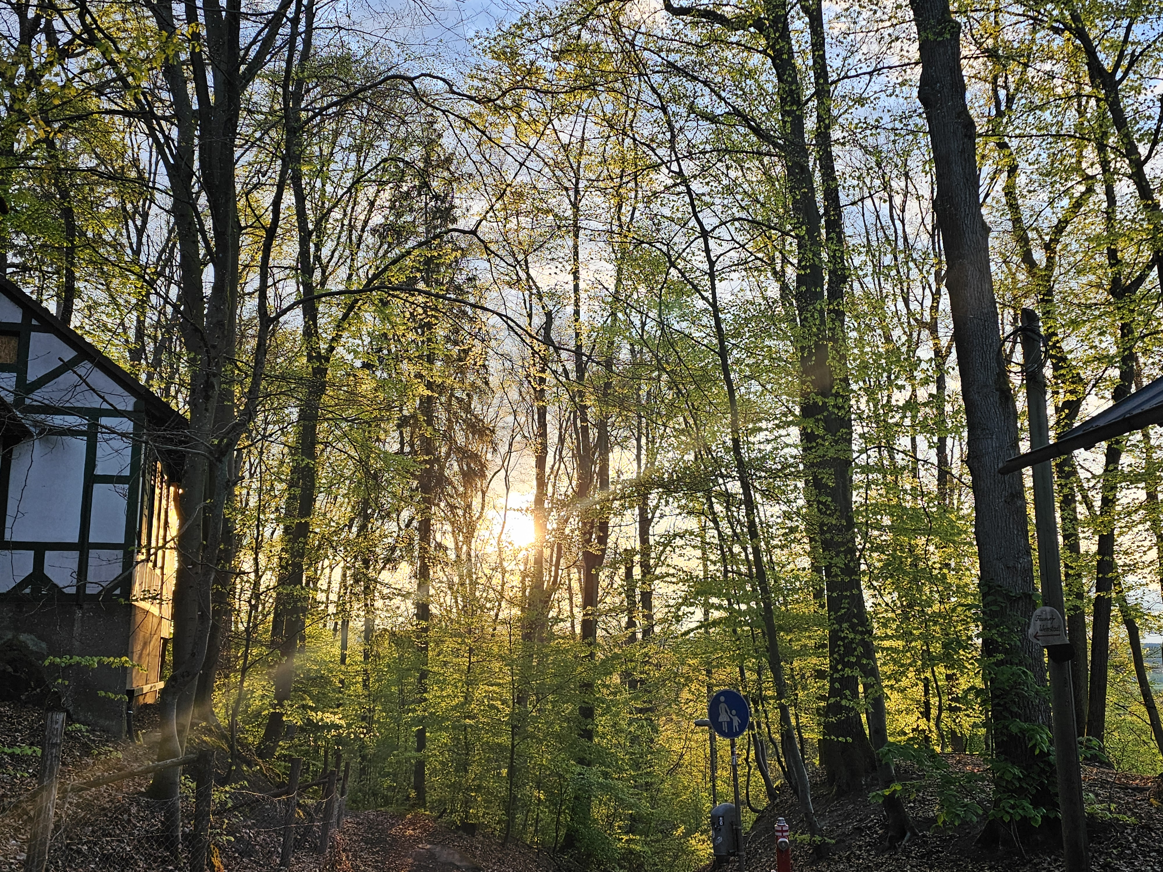 Abendstimmung im Kellerwald Gegenlichtaufnahme im Wald