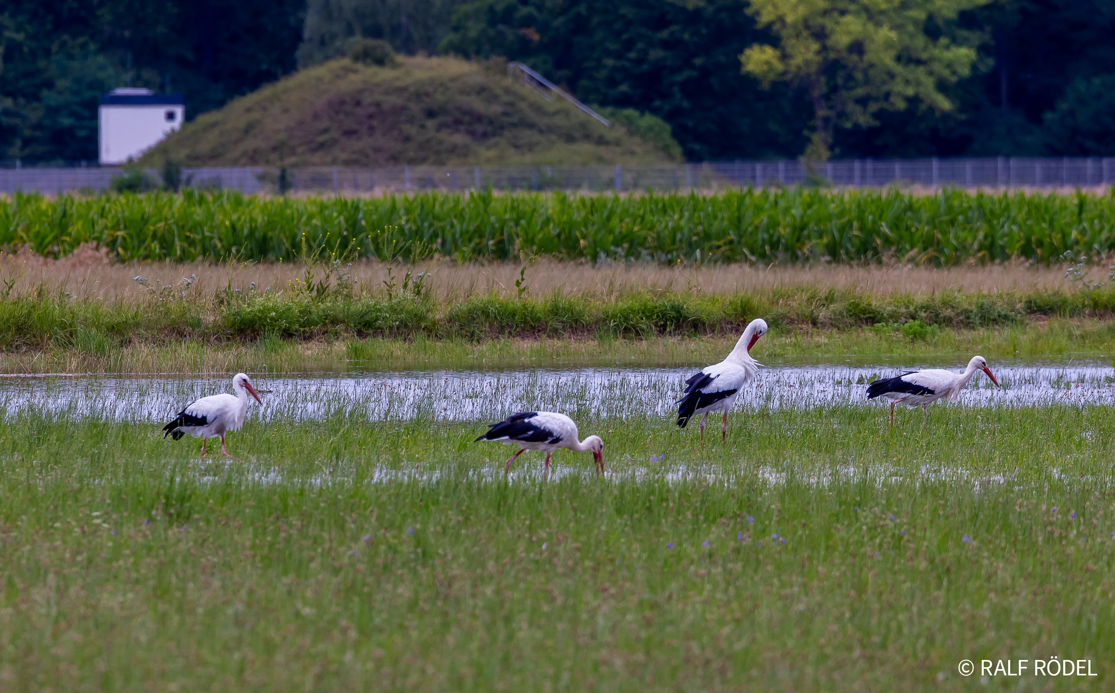 Störche auf einer gewässerten Wiese